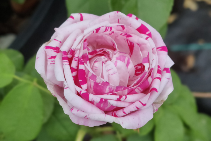 Variegata Di Bologna