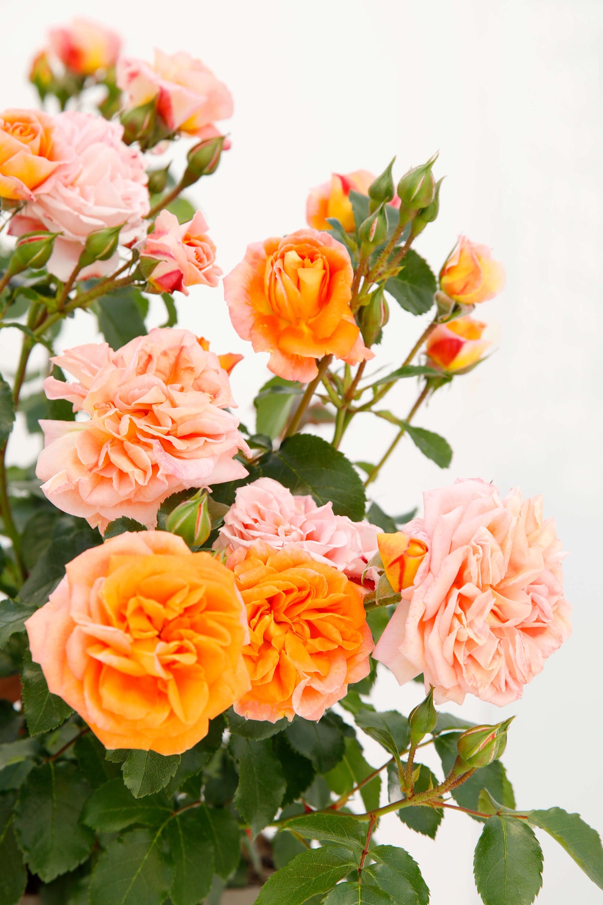 Mencho Roses Mango - Veranda® – Antique Rose Emporium