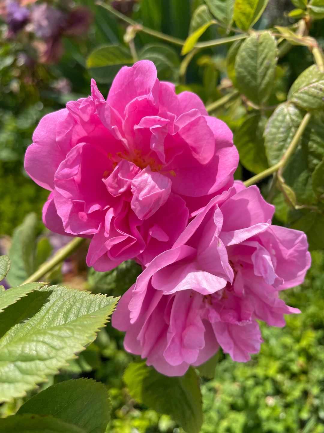 Autumn Damask