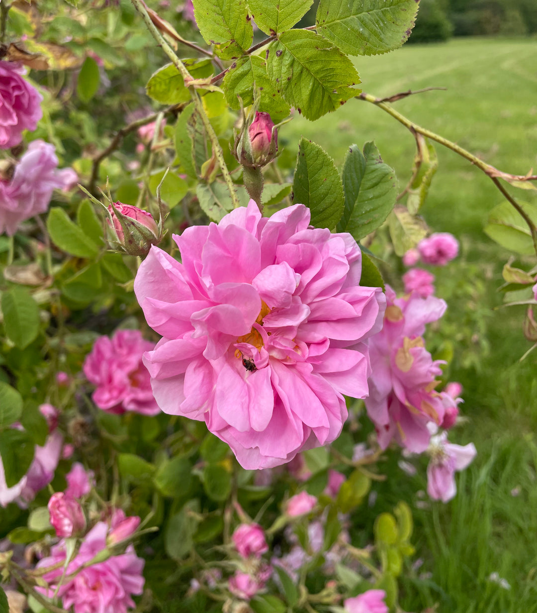 Autumn Damask