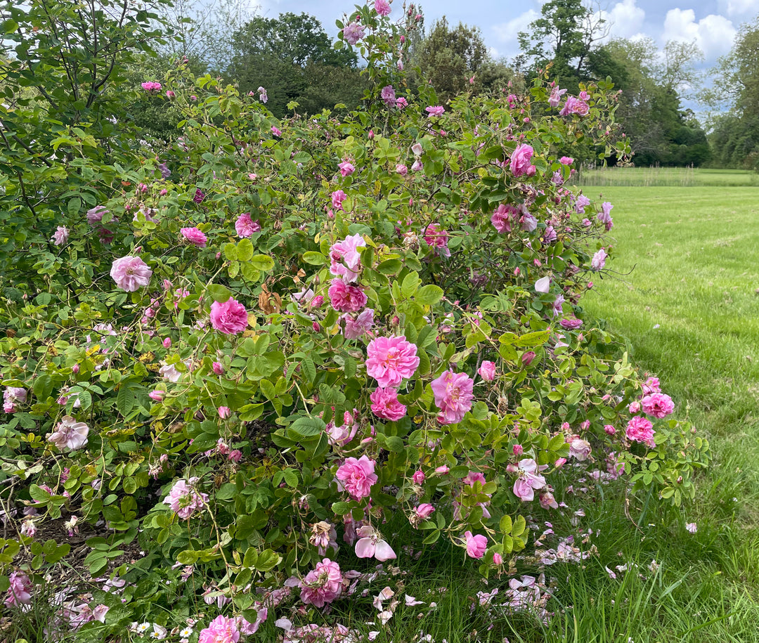 Autumn Damask