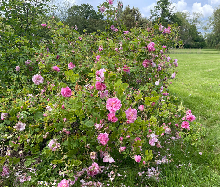 Autumn Damask