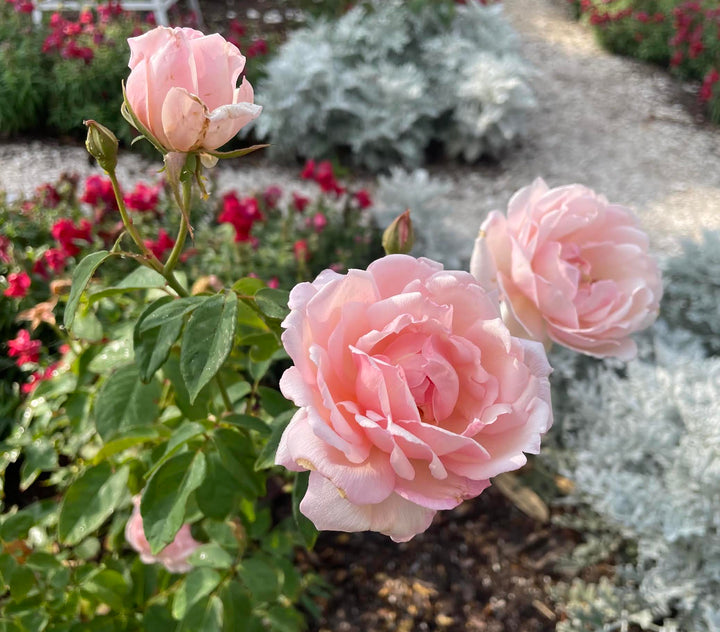 Duchesse De Brabant
