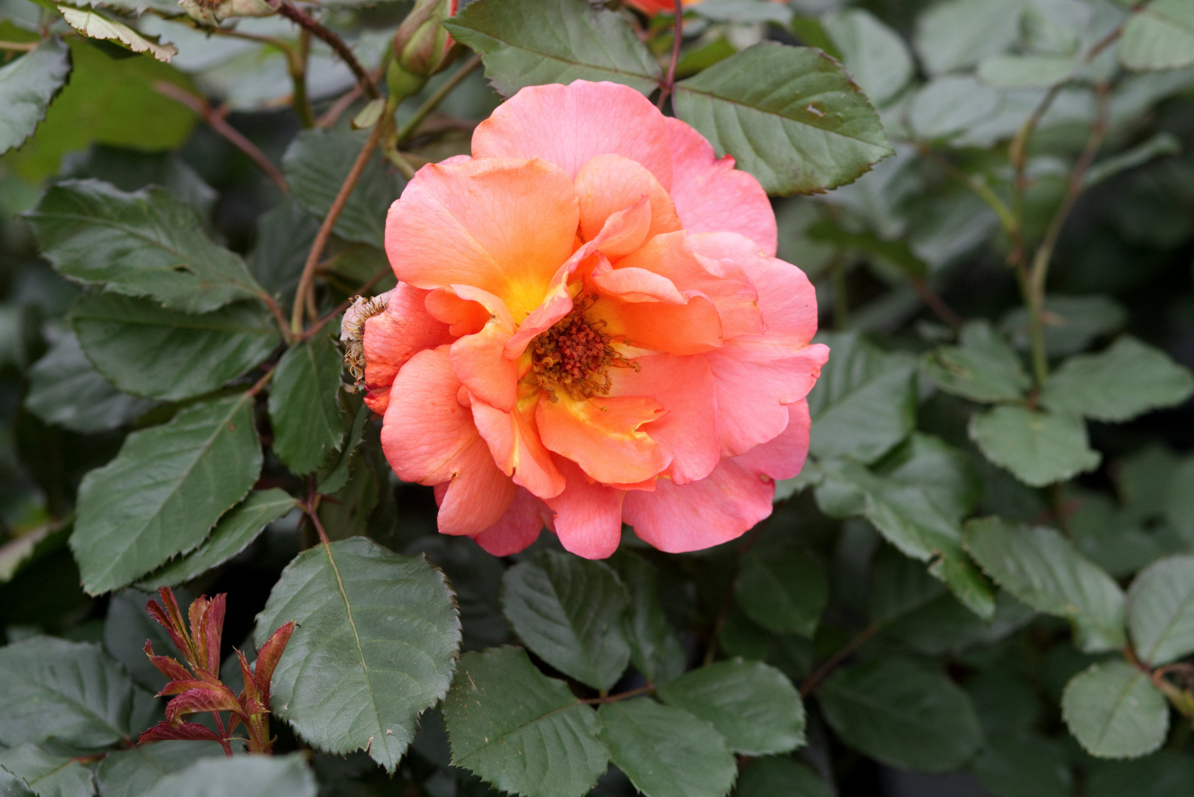 Antique Rose Emporium Westerland Rose - Thumbnail 2