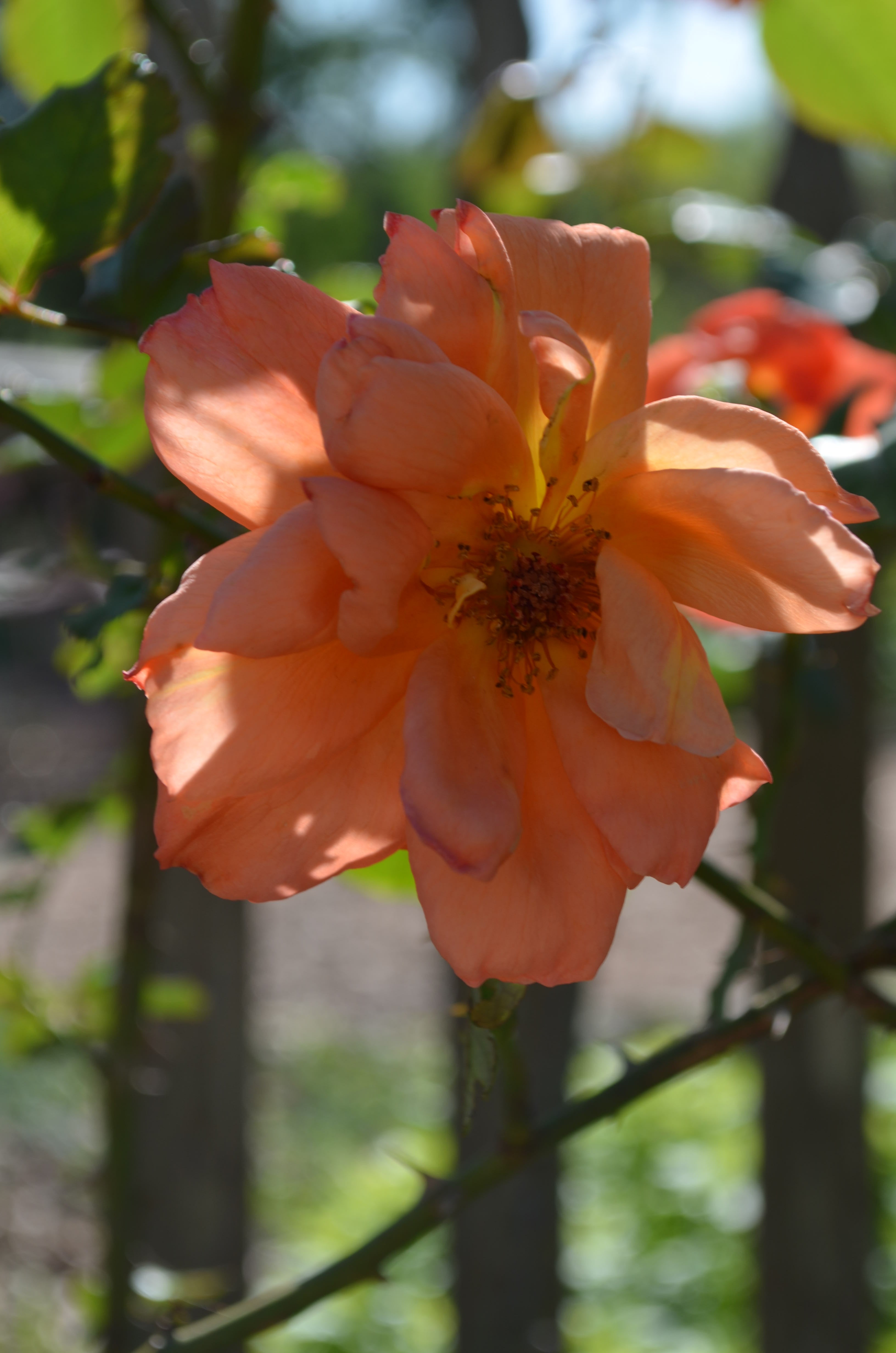 Antique Rose Emporium Westerland Rose - Thumbnail 3
