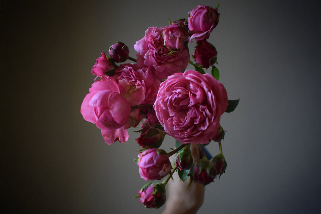 Wicked Sister – Antique Rose Emporium