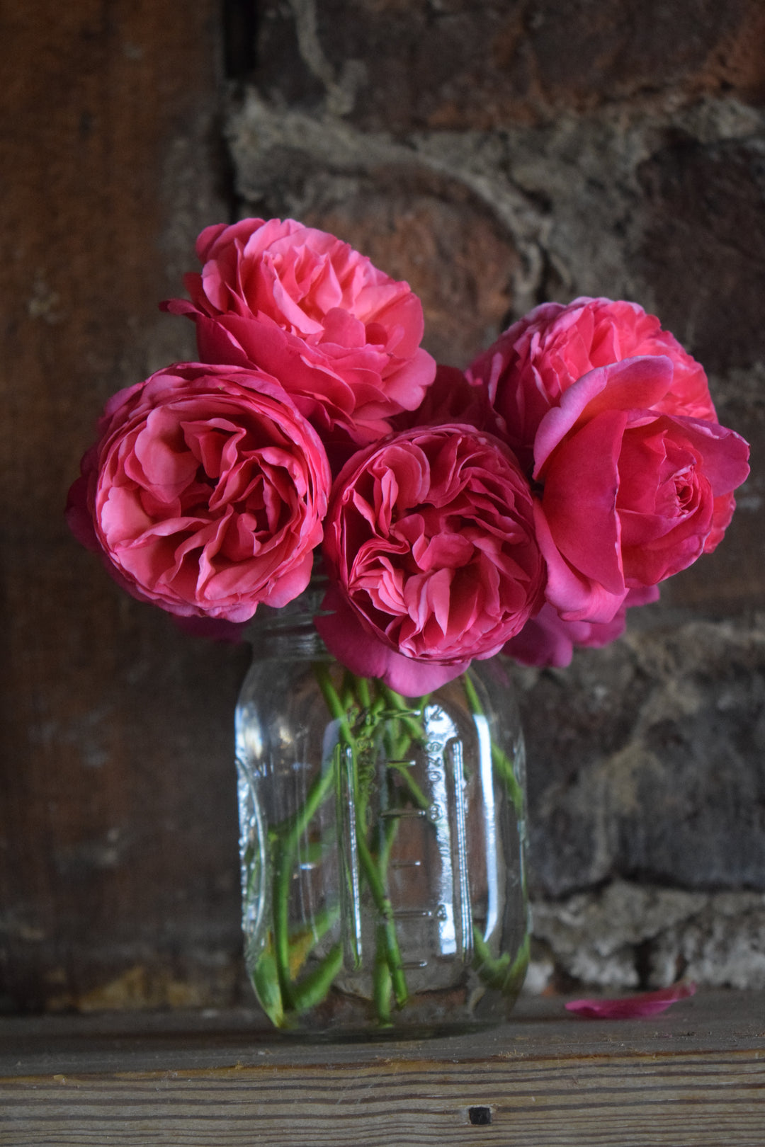Wicked Cool Roses Wicked Sister – Antique Rose Emporium