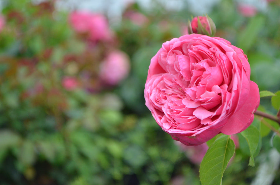 Wicked Sister – Antique Rose Emporium