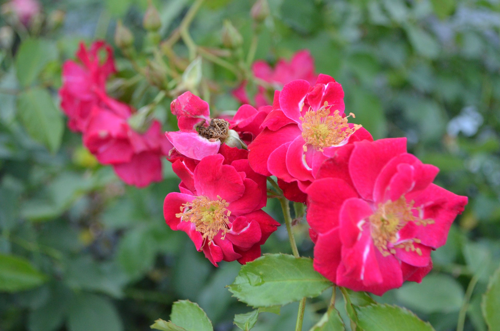 cherokee rose seeds for sale Will Scarlet