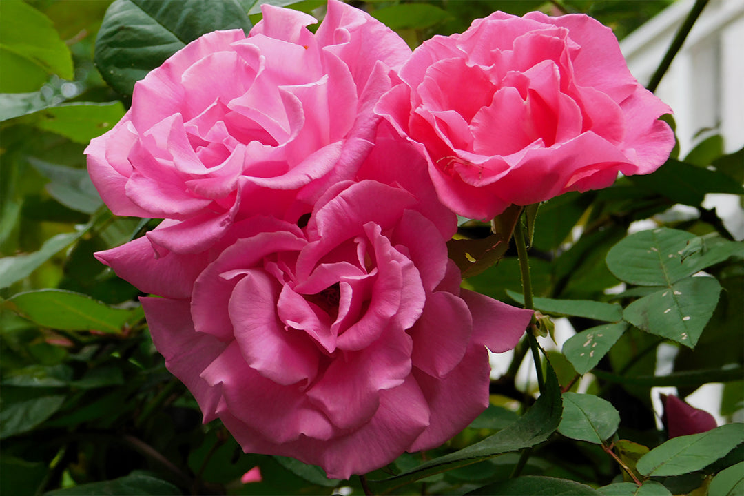 Antique Rose Emporium Zephirine Drouhin - Thumbnail 2