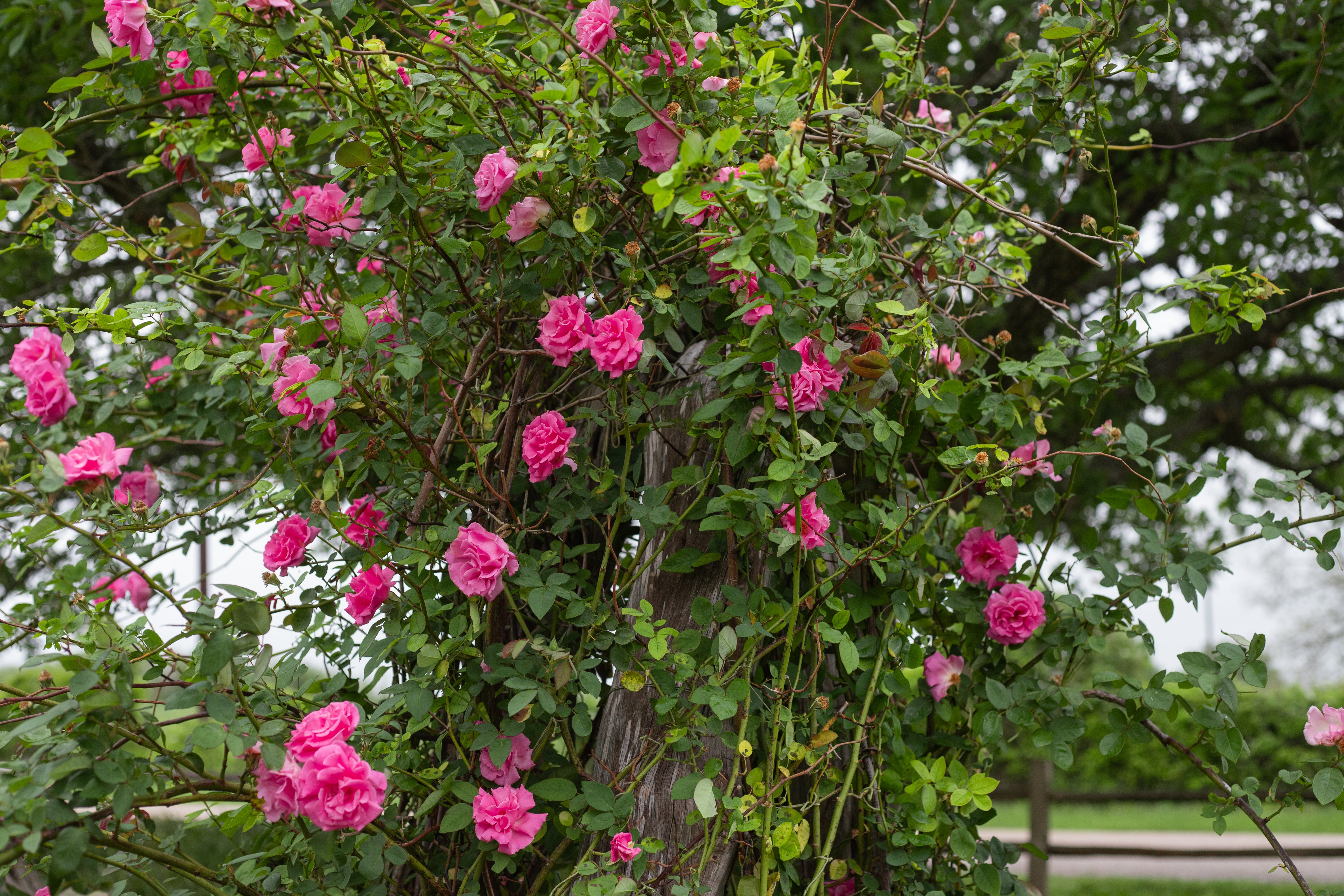 Antique Rose Emporium Zephirine Drouhin - Thumbnail 3