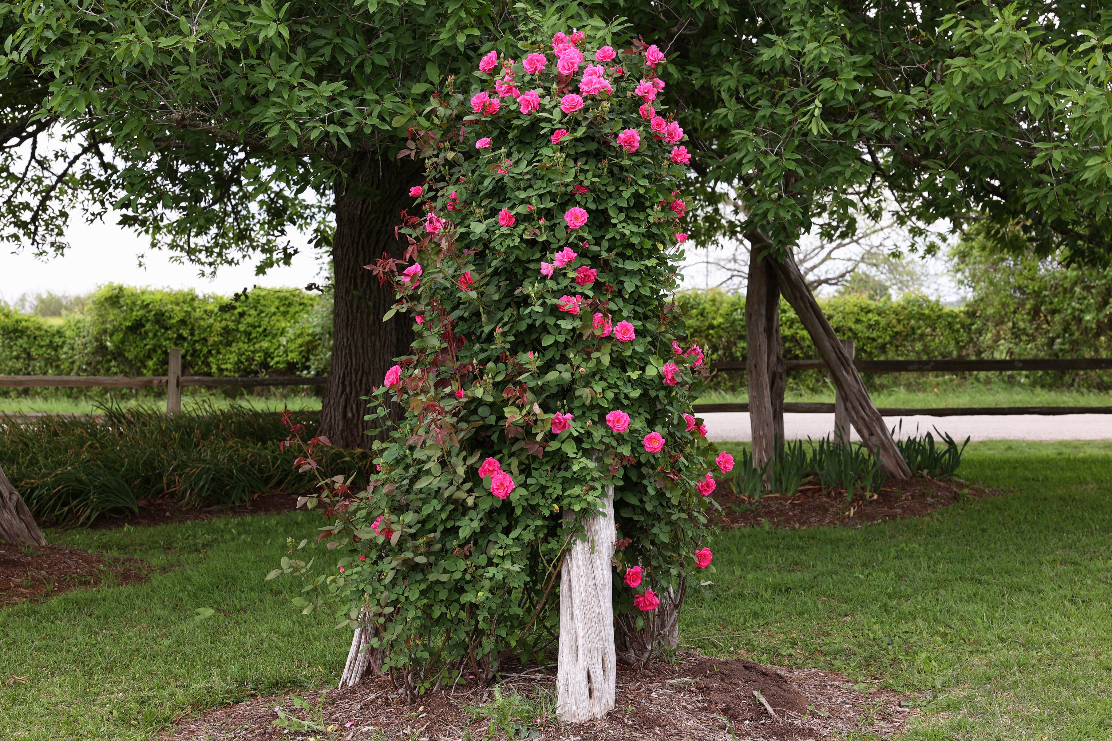 Antique Rose Emporium Zephirine Drouhin