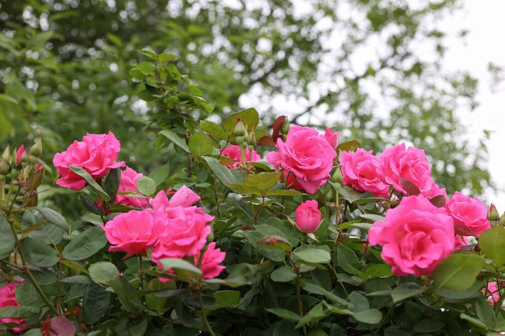 Zephirine Drouhin