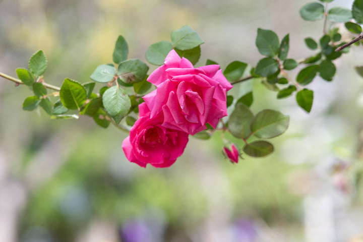 Zephirine Drouhin