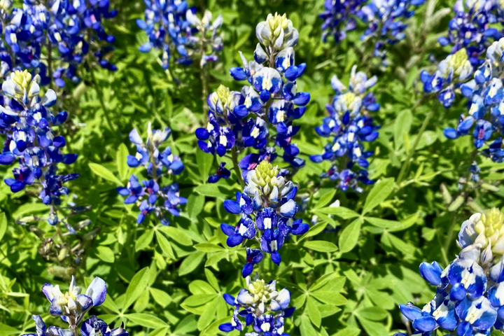 Bluebonnet Seed (2oz)