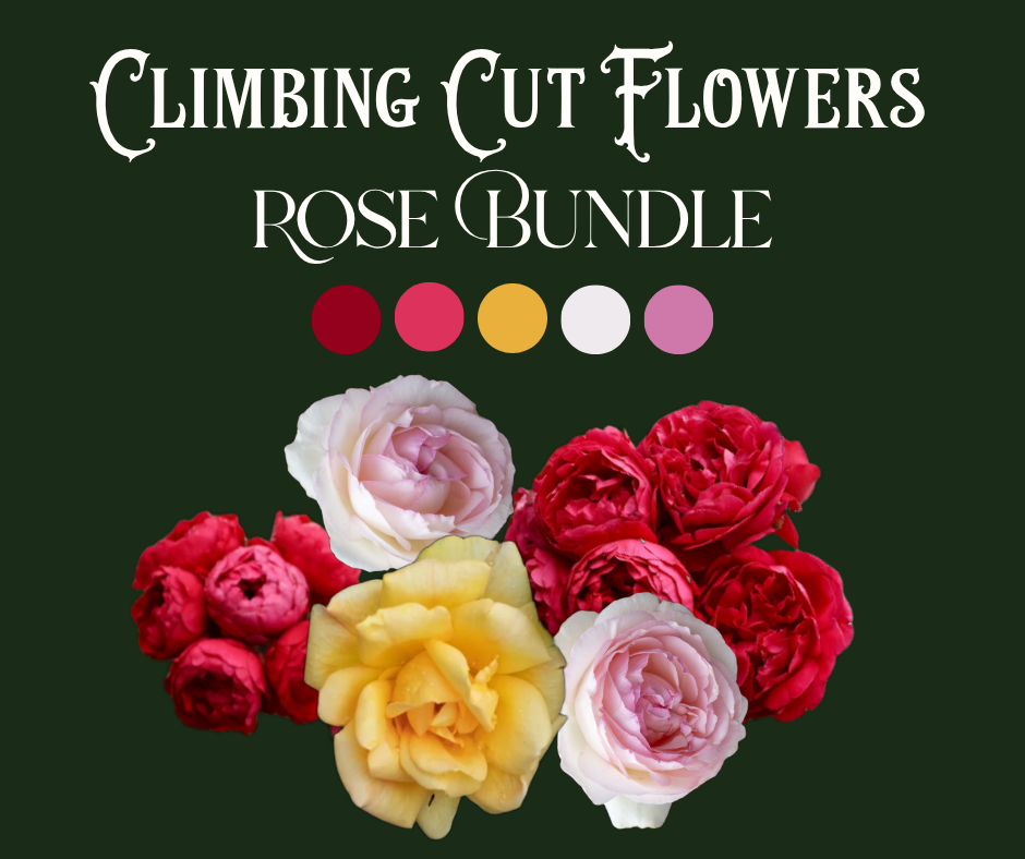 Climbing Cut Rose Bundle