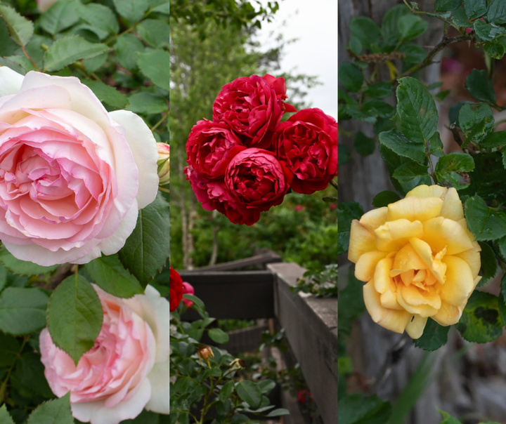 Climbing Cut Rose Bundle