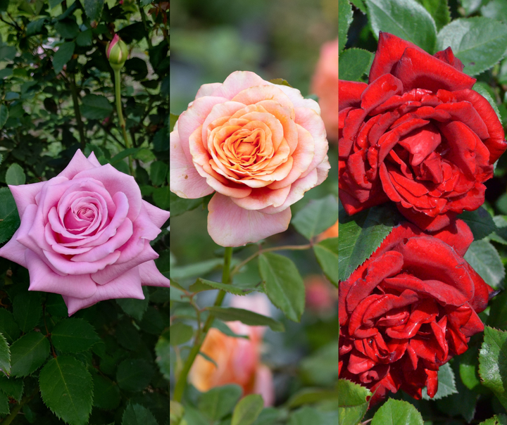 Cut Roses Color Combo Bundle