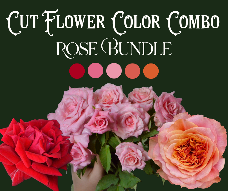 Cut Roses Color Combo Bundle