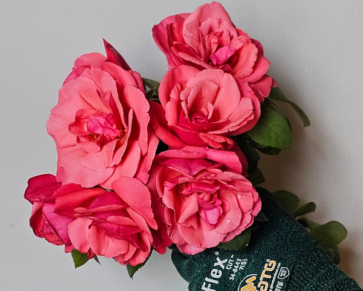 Pink Cut Rose Bundle
