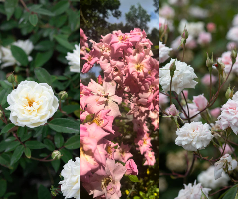 Earth-Kind® Rose Bundle (Small Climber Included)