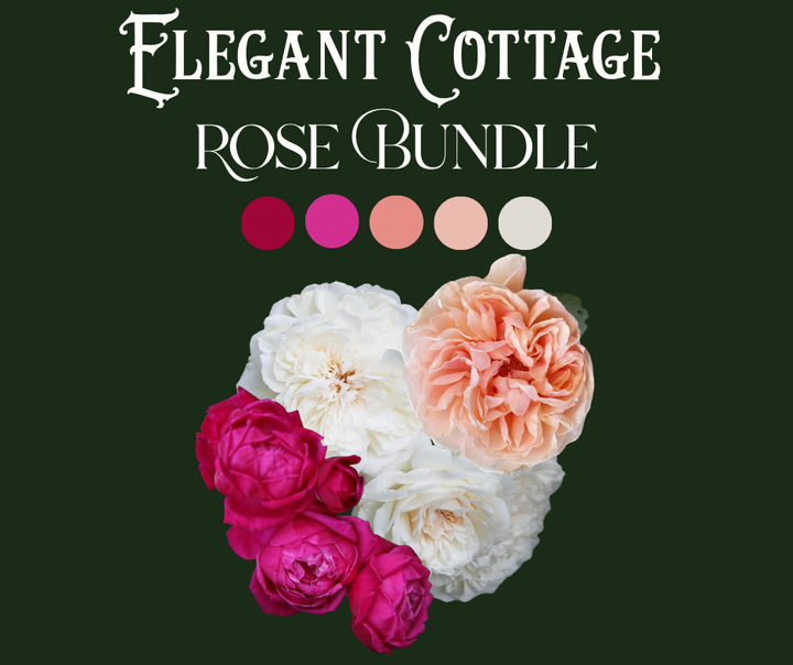 Elegant Cottage Rose Bundle (Climber Included)