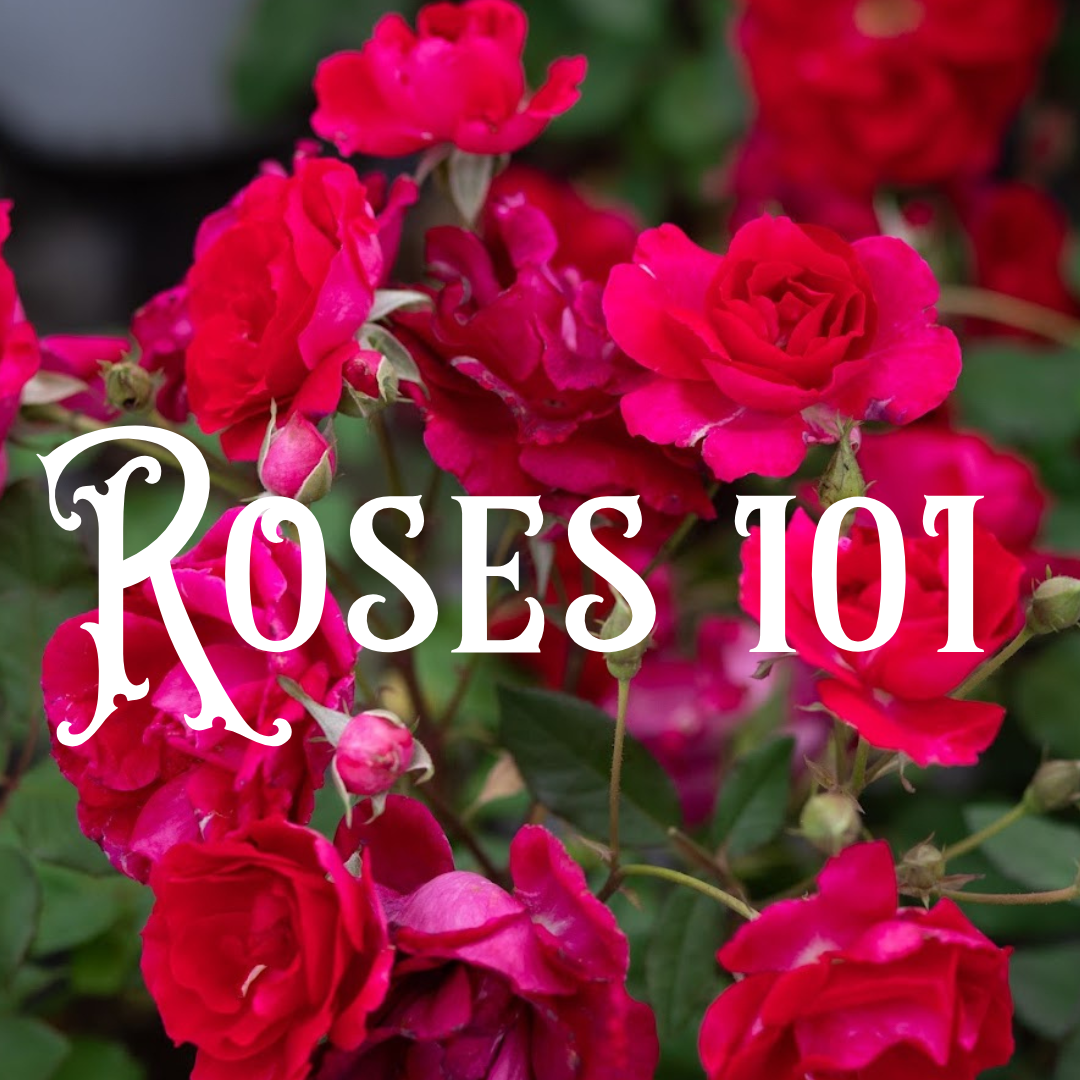 Pioneer Roses Antique Rose Emporium