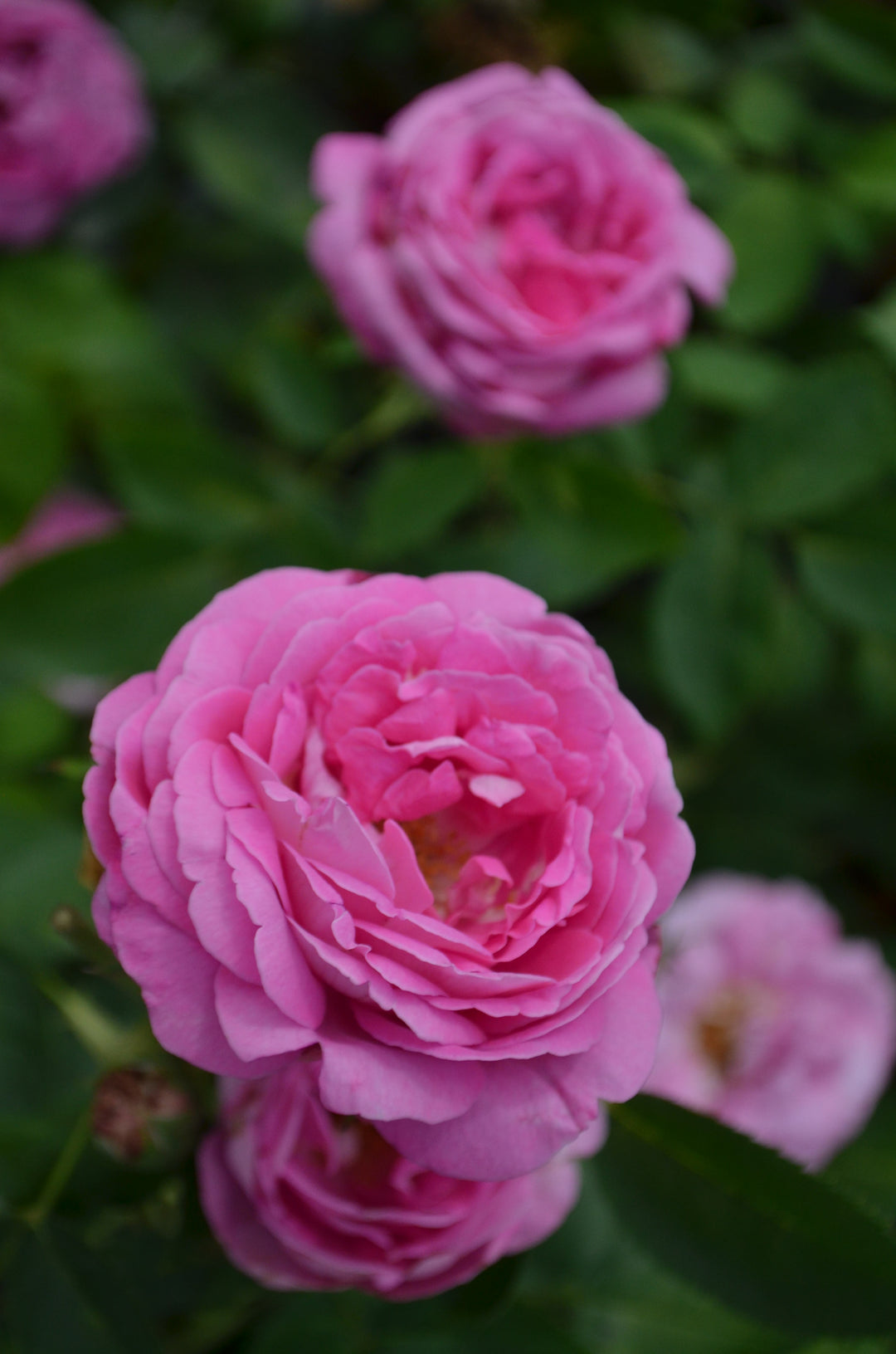 La Reine