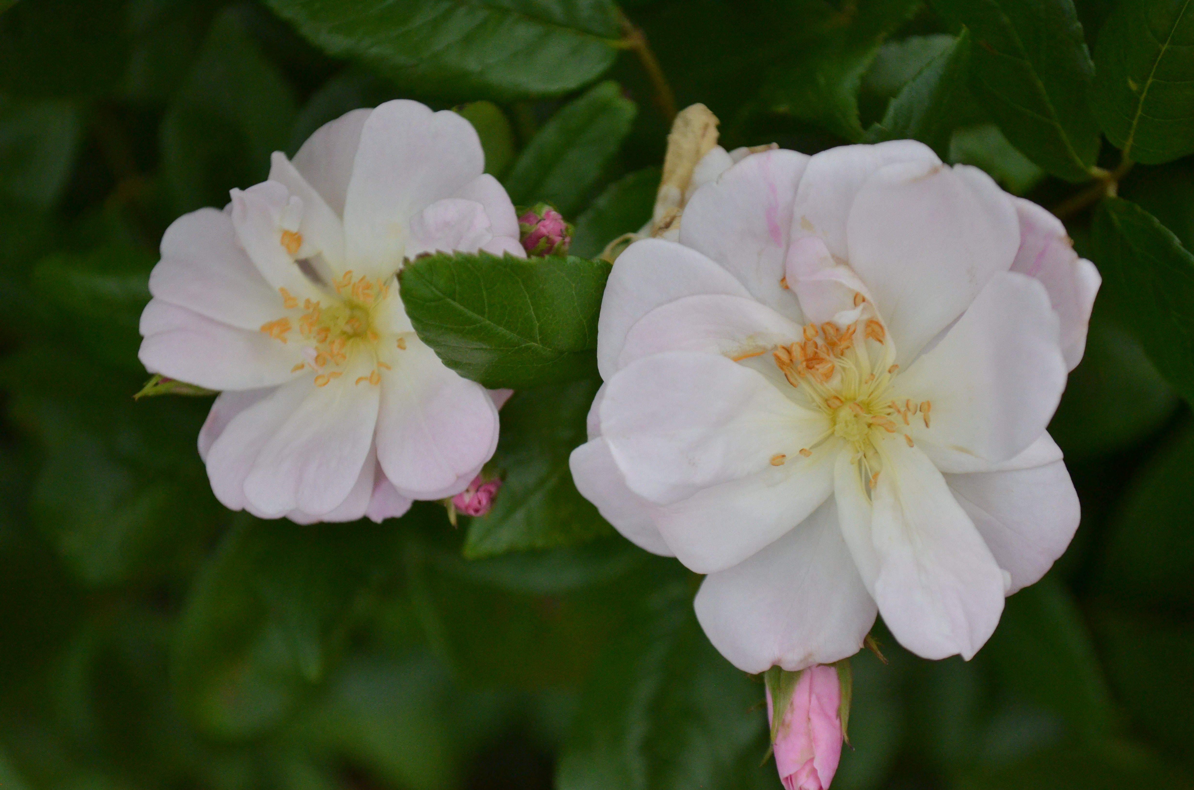 Noisette – Antique Rose Emporium