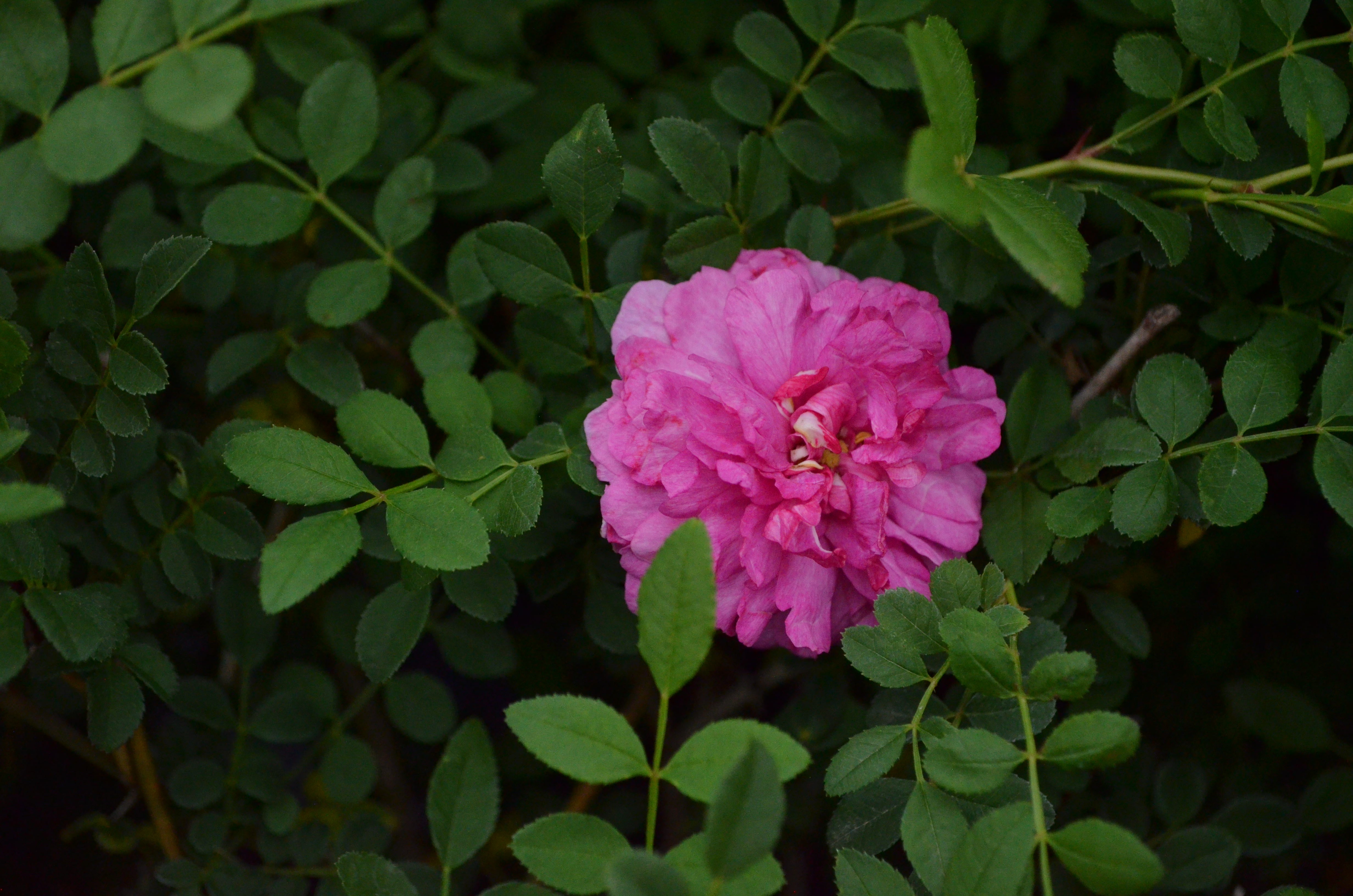 専用ページ　　アンティークヴィンテージきつねさんローズ Species – Antique Rose Emporium