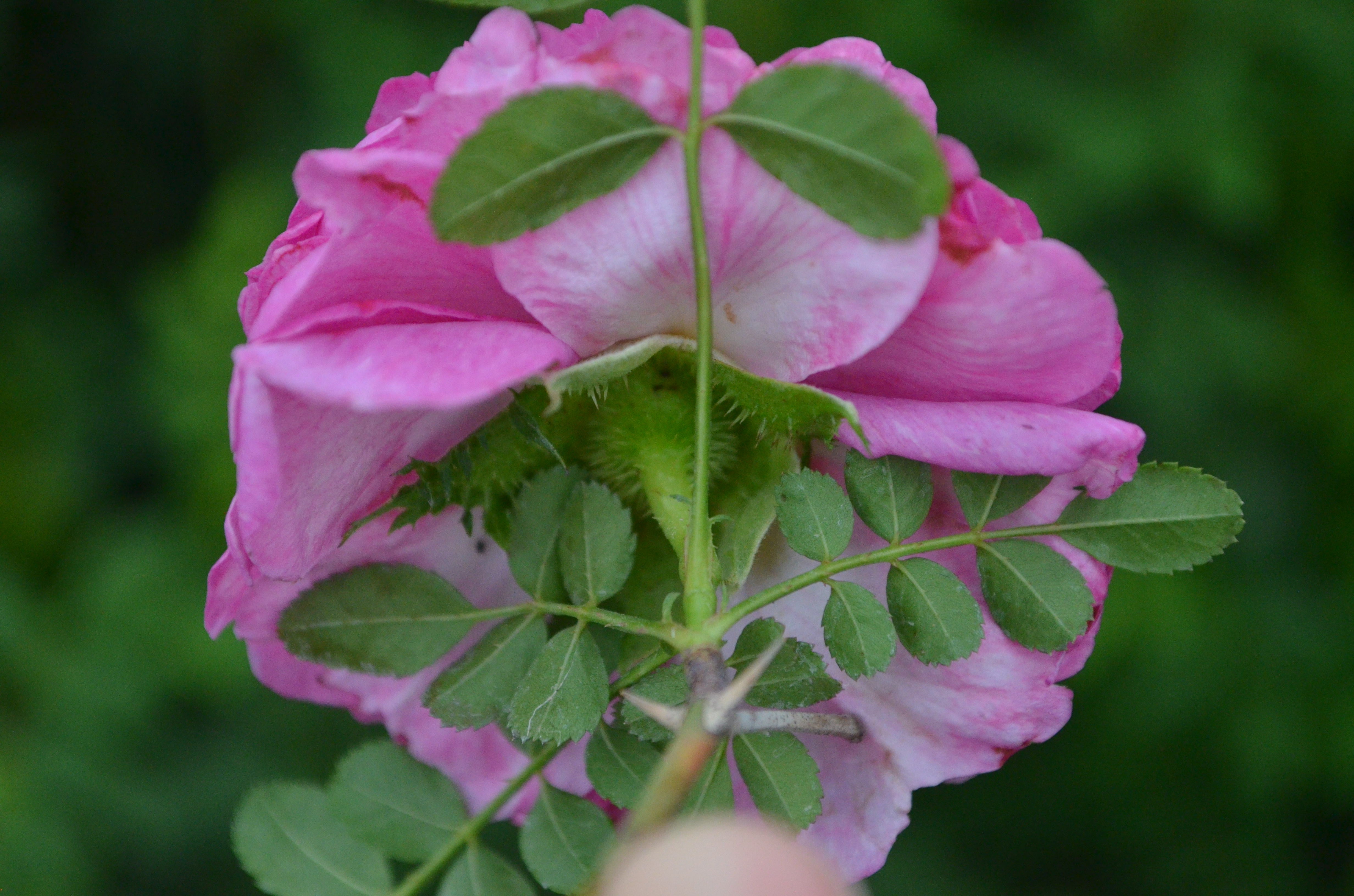 Species – Antique Rose Emporium