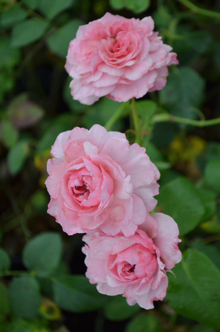 Doreen's Centennial