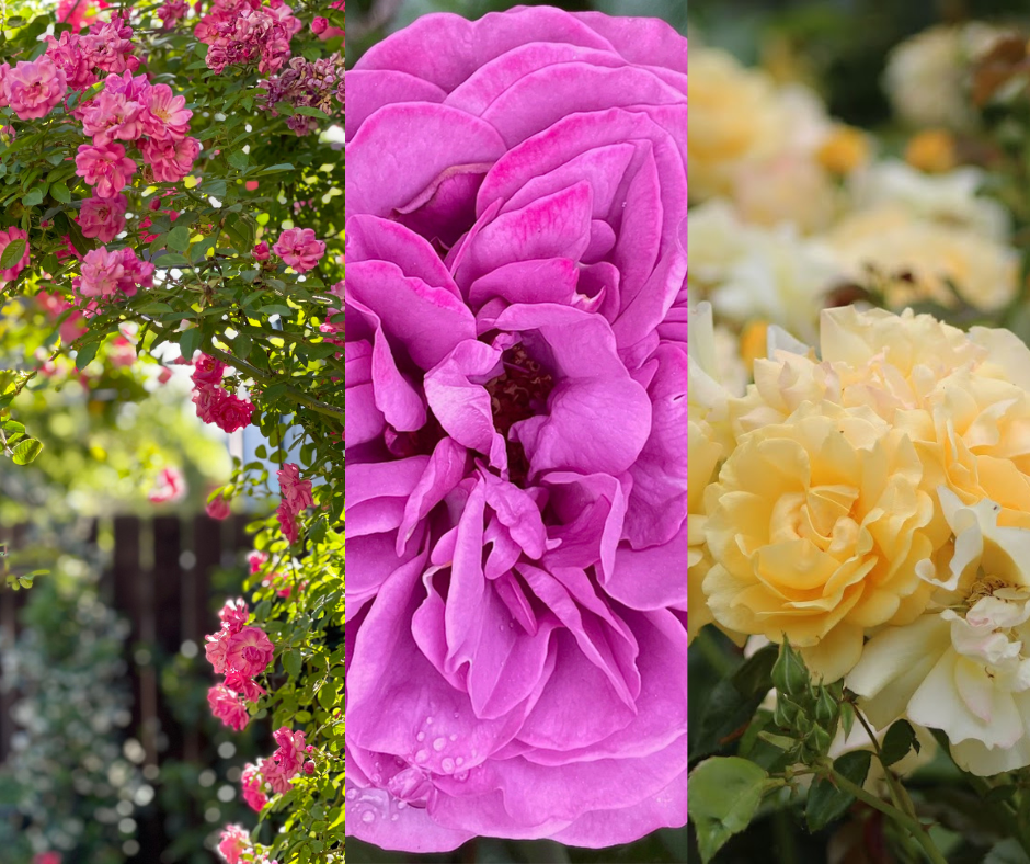 Fairy Cottage Rose Bundle (Climber Included)