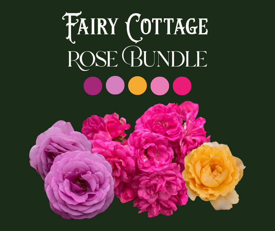 Fairy Cottage Rose Bundle (Climber Included)