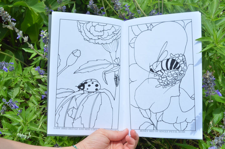Friends in the Gardens: Beneficial Insects Coloring Book