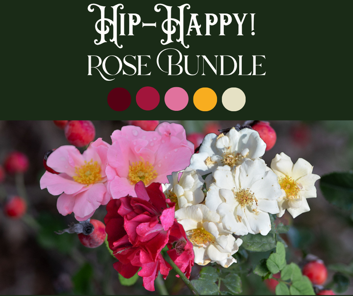 Hip-Happy Rose Bundle (Climber Included)