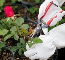 Pair of hands with garden gloves on demonstrating the use of pruners.