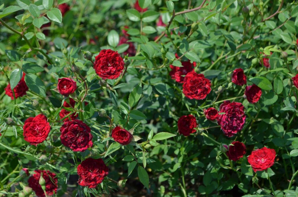 Red Cascade