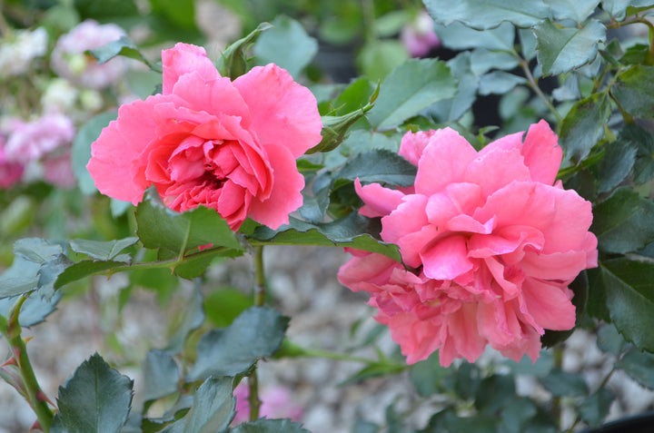 Rosarium Uetersen
