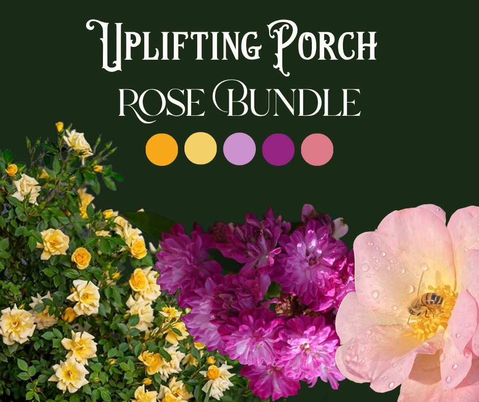 Uplifting Porch Rose Bundle
