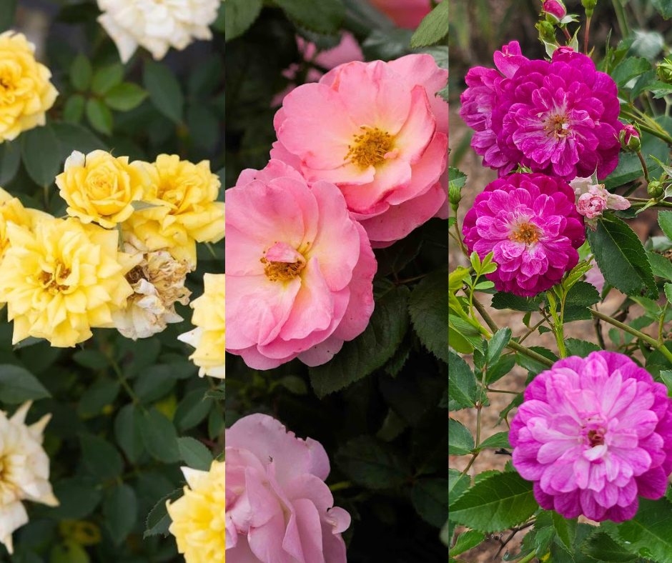 Uplifting Porch Rose Bundle