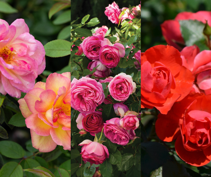 Whimsical Cottage Rose Bundle (Climber Included)