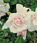 New Dawn Climbing Rose (Rosa 'New Dawn') 13 New Dawn