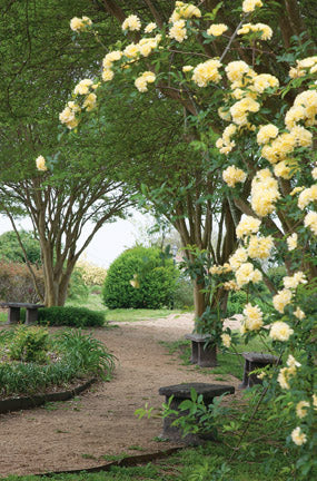 Lady banks rose sales