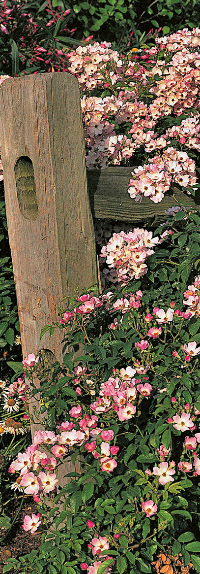 Ballerina – Antique Rose Emporium