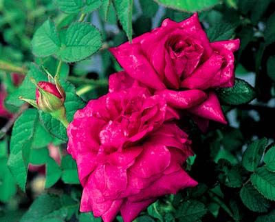 Rose à Parfum de l'Hay