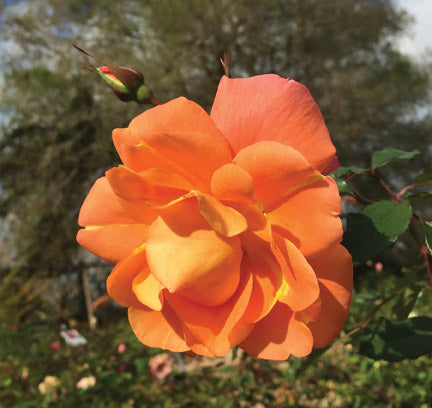 Antique Rose Emporium Westerland Rose