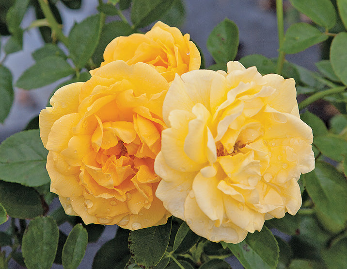 Antique Rose Emporium Julia Child Rose - Thumbnail 2