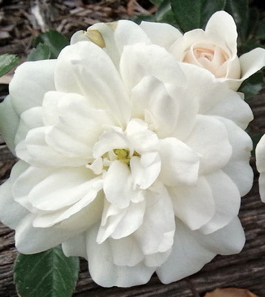 Antique Rose Emporium Rose - Thumbnail 2