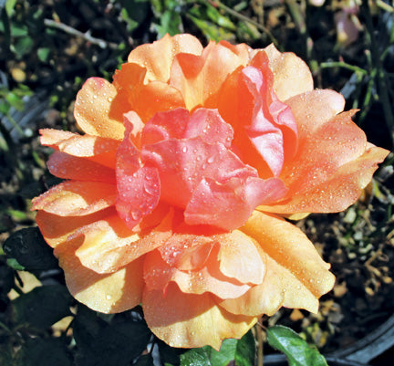 Single peach rose with copper and orange highlights.